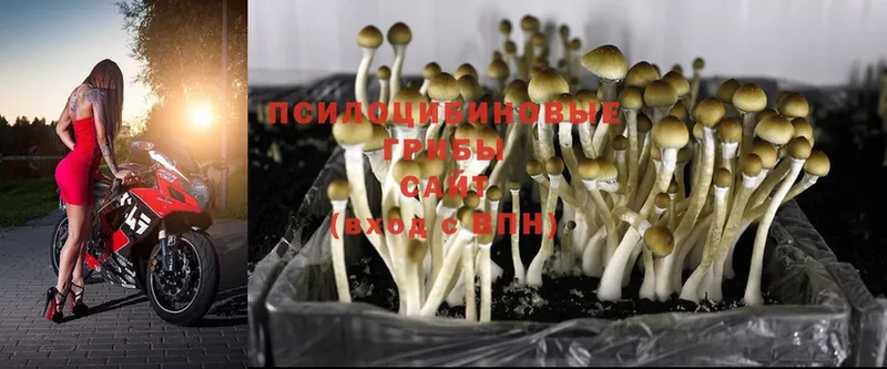 Галлюциногенные грибы Psilocybine cubensis Бакал